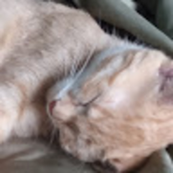 Meet your Posher, Evi - Picture 4 of 4